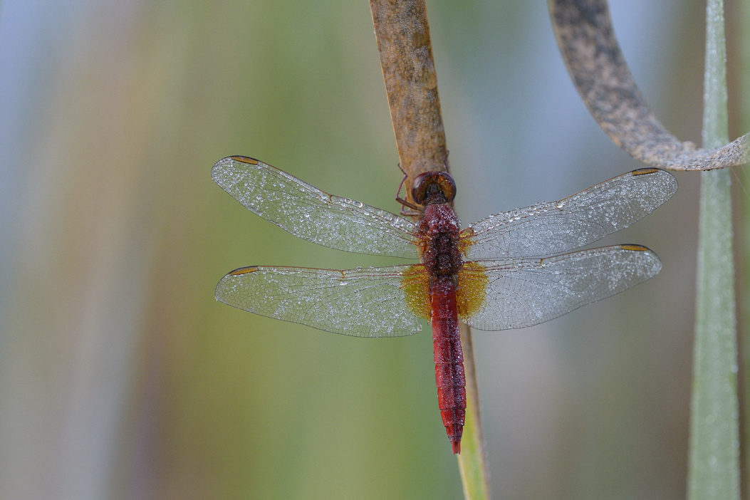 Crocothemis erythraea  al mattino